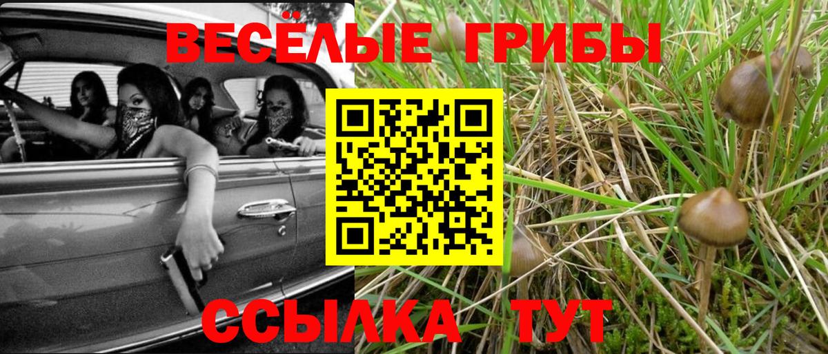 Псилоцибиновые грибы Cubensis Бийск