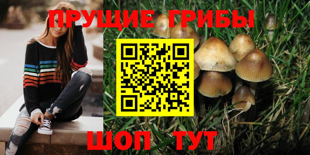 Бийск  Псилоцибиновые грибы Psilocybine cubensis  Вход с VPN 